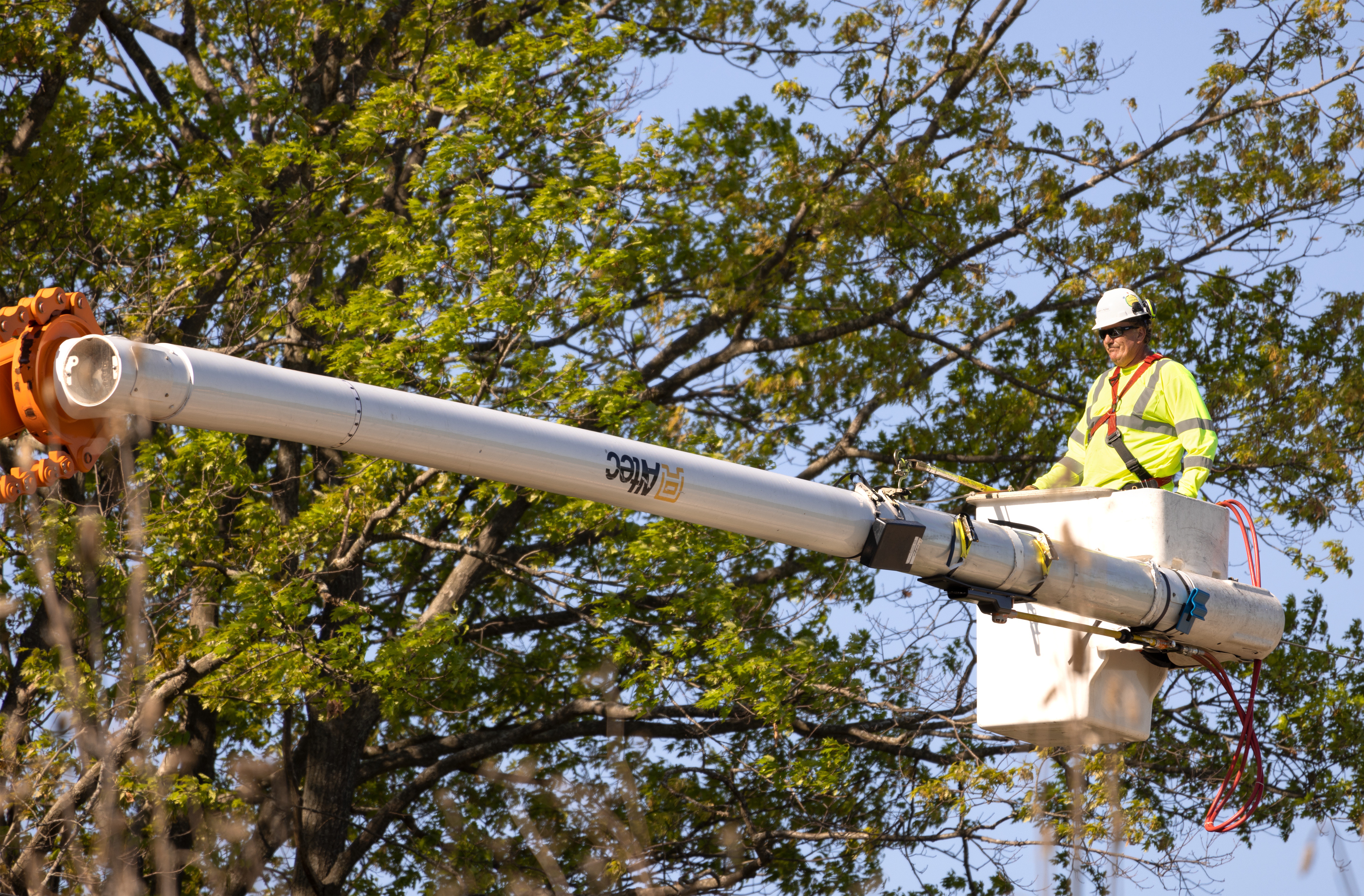 Cost of hiring an arborist